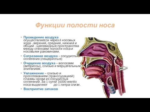 Функции полости носа Проведение воздуха осуществляется через 4 носовых хода -