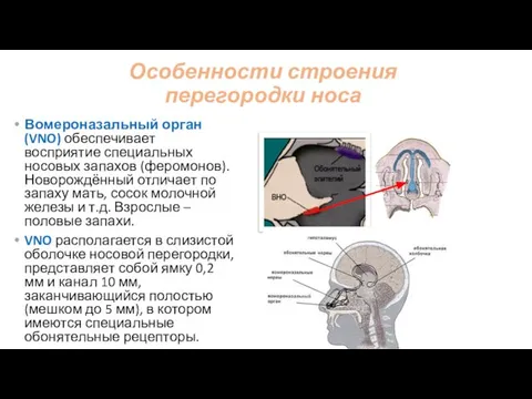 Особенности строения перегородки носа Вомероназальный орган (VNO) обеспечивает восприятие специальных носовых