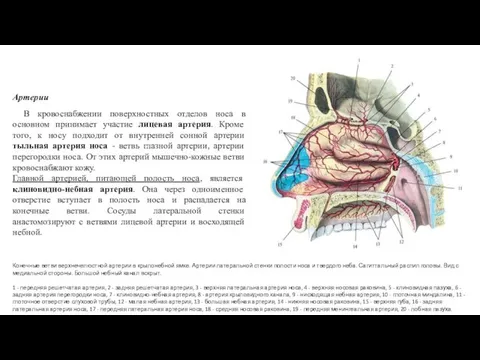 Артерии В кровоснабжении поверхностных отделов носа в основном принимает участие лицевая