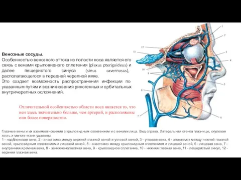 Венозные сосуды. Особенностью венозного оттока из полости носа является его связь