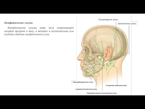 Лимфатические сосуды Лимфатические сосуды кожи носа сопровождают лицевую артерию и вену,