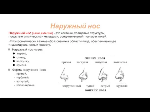 Наружный нос Наружный нос (nasus externus) - это костные, хрящевые структуры,