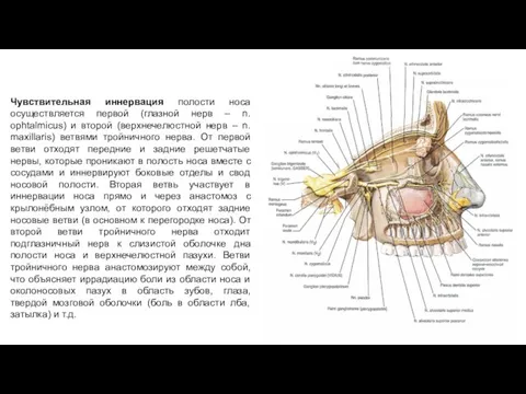 Чувствительная иннервация полости носа осуществляется первой (глазной нерв – n. ophtalmicus)