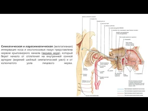 Симпатическая и парасимпатическая (вегетативная) иннервация носа и околоносовых пазух представлена нервом