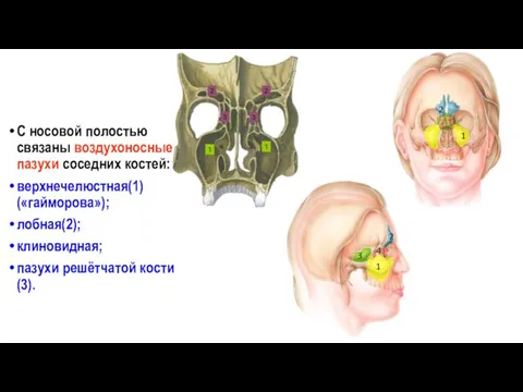 С носовой полостью связаны воздухоносные пазухи соседних костей: верхнечелюстная(1) («гайморова»); лобная(2);