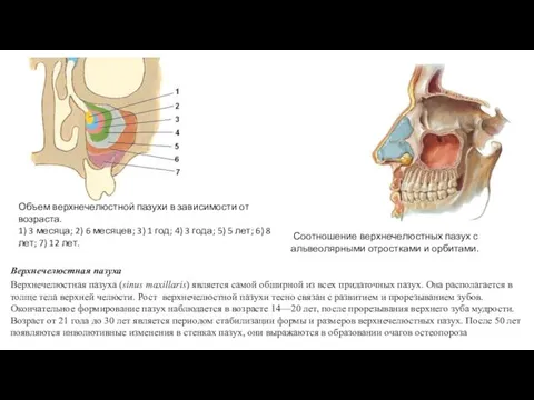 Верхнечелюстная пазуха Верхнечелюстная пазуха (sinus maxillaris) является самой обширной из всех