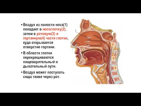 Воздух из полости носа(1) попадает в носоглотку(2), затем в ротовую(3) и