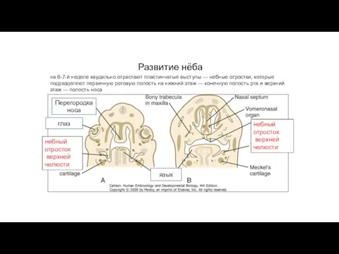 Развитие нёба на 6-7-й неделе каудально отрастают пластинчатые выступы — небные
