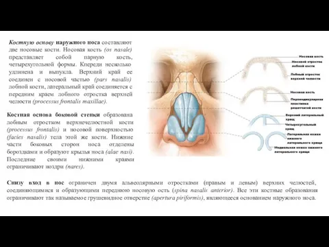 Костную основу наружного носа составляют две носовые кости. Носовая кость (os