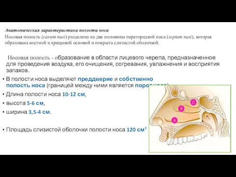 Носовая полость - образование в области лицевого черепа, предназначенное для проведения