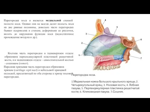 Перегородка носа и является медиальной стенкой полости носа. Однако она не