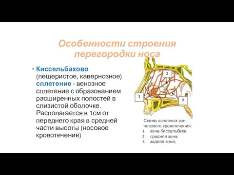 Особенности строения перегородки носа Киссельбахово (пещеристое, кавернозное) сплетение - венозное сплетение