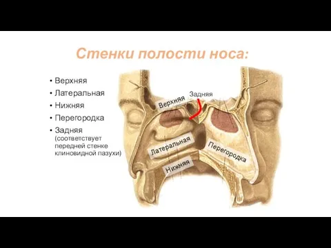 Стенки полости носа: Верхняя Латеральная Нижняя Перегородка Задняя (соответствует передней стенке