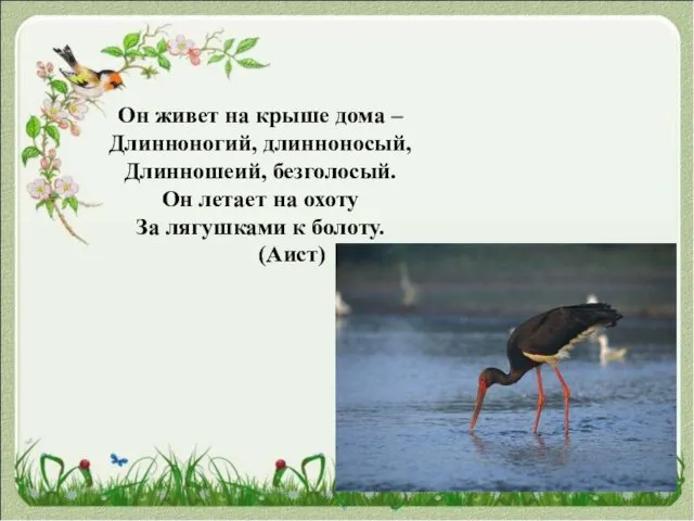 Он живет на крыше дома – Длинноногий, длинноносый, Длинношеий, безголосый. Он