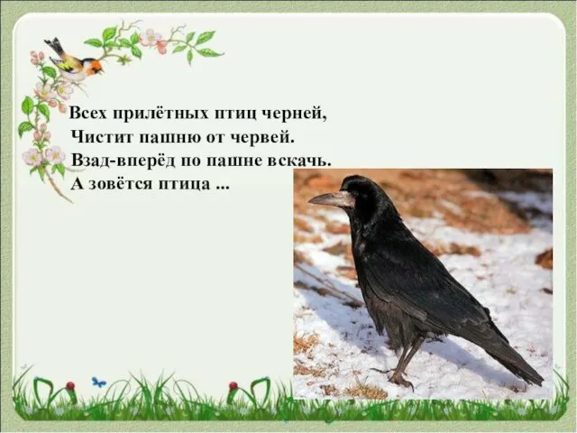 Всех прилётных птиц черней, Чистит пашню от червей. Взад-вперёд по пашне вскачь. А зовётся птица ...