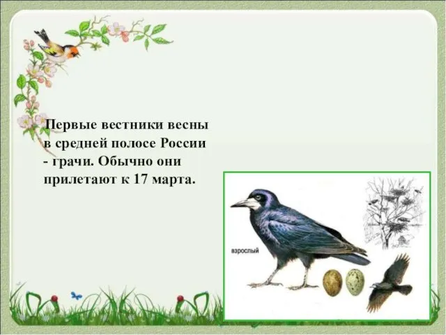 Первые вестники весны в средней полосе России - грачи. Обычно они прилетают к 17 марта.