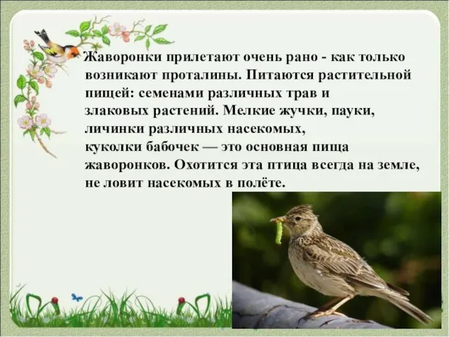 Жаворонки прилетают очень рано - как только возникают проталины. Питаются растительной