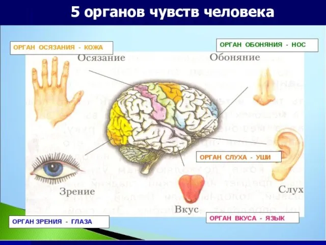 5 органов чувств человека