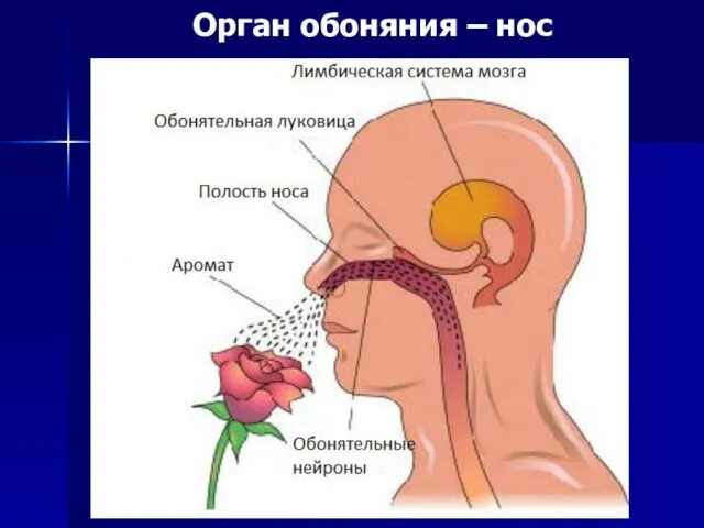 Орган обоняния – нос