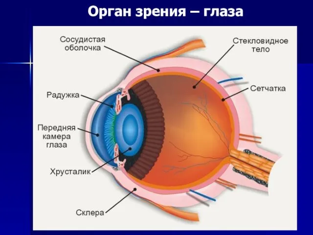 Орган зрения – глаза