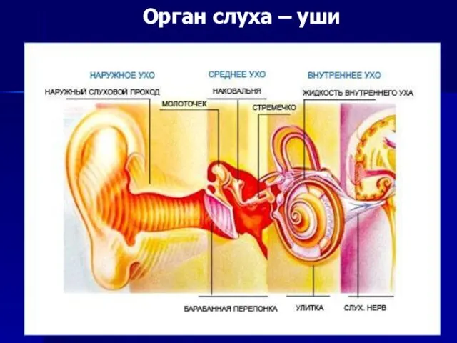Орган слуха – уши