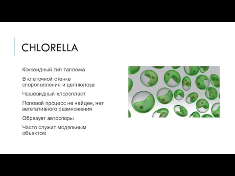 CHLORELLA Коккоидный тип таллома В клеточной стенке спорополленин и целлюлоза Чашевидный