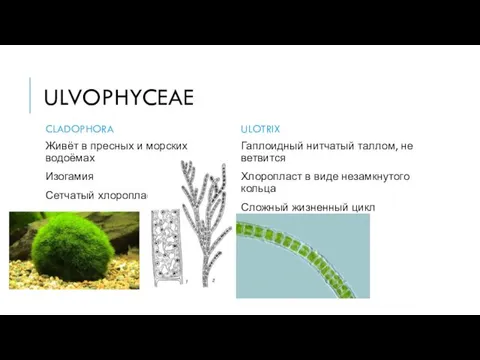 ULVOPHYCEAE CLADOPHORA Живёт в пресных и морских водоёмах Изогамия Сетчатый хлоропласт