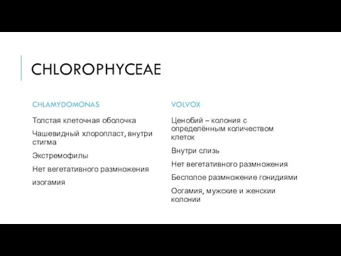 CHLOROPHYCEAE CHLAMYDOMONAS Толстая клеточная оболочка Чашевидный хлоропласт, внутри стигма Экстремофилы Нет