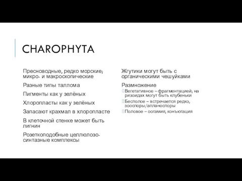 CHAROPHYTA Пресноводные, редко морские; микро- и макроскопические Разные типы таллома Пигменты