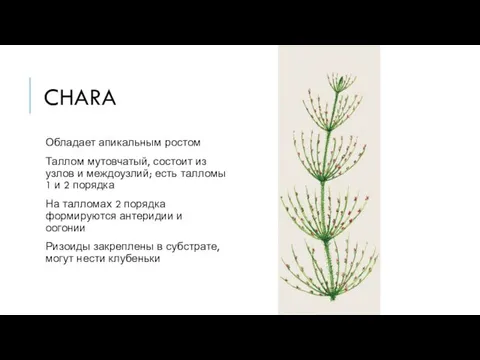 CHARA Обладает апикальным ростом Таллом мутовчатый, состоит из узлов и междоузлий;