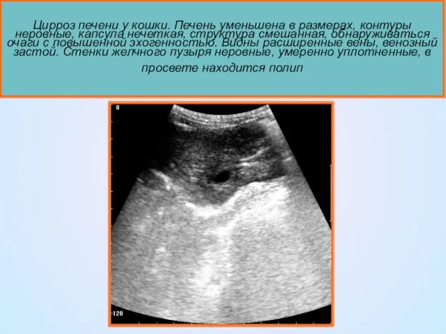 Цирроз печени у кошки. Печень уменьшена в размерах, контуры неровные, капсула