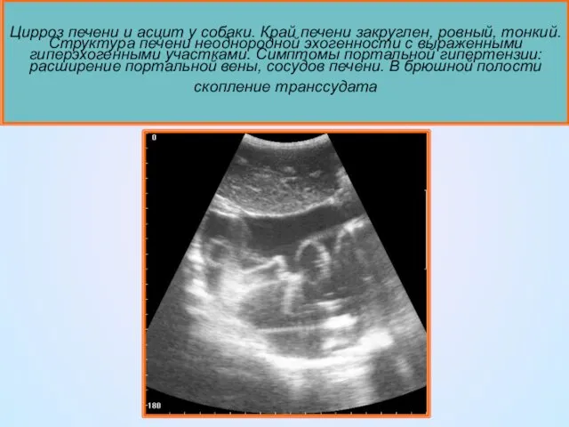 Цирроз печени и асцит у собаки. Край печени закруглен, ровный, тонкий.