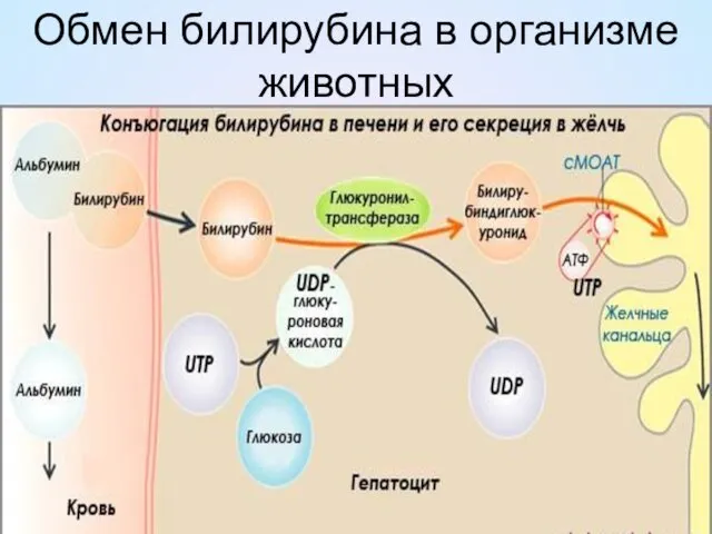 Обмен билирубина в организме животных