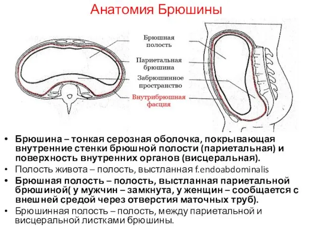 Анатомия Брюшины Брюшина – тонкая серозная оболочка, покрывающая внутренние стенки брюшной