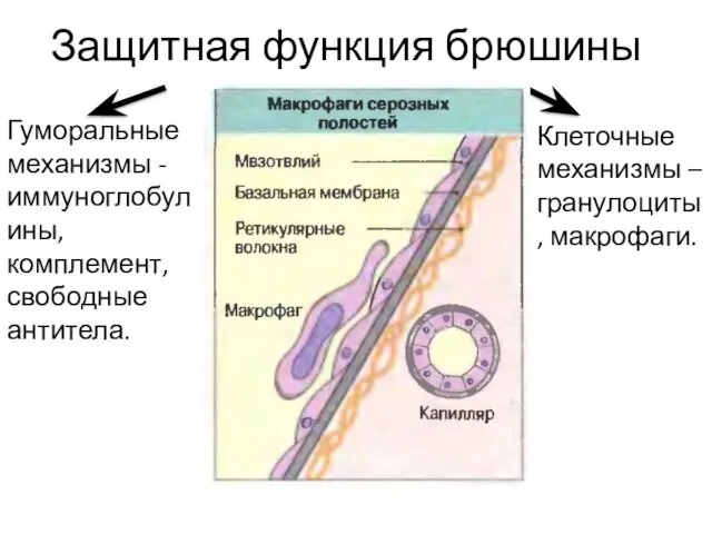 Защитная функция брюшины Гуморальные механизмы - иммуноглобулины, комплемент, свободные антитела. Клеточные механизмы – гранулоциты, макрофаги.