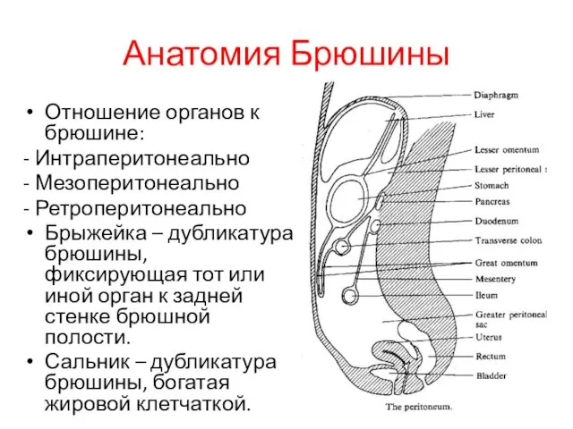 Анатомия Брюшины Отношение органов к брюшине: - Интраперитонеально - Мезоперитонеально -