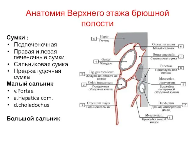 Анатомия Верхнего этажа брюшной полости Сумки : Подпеченочная Правая и левая