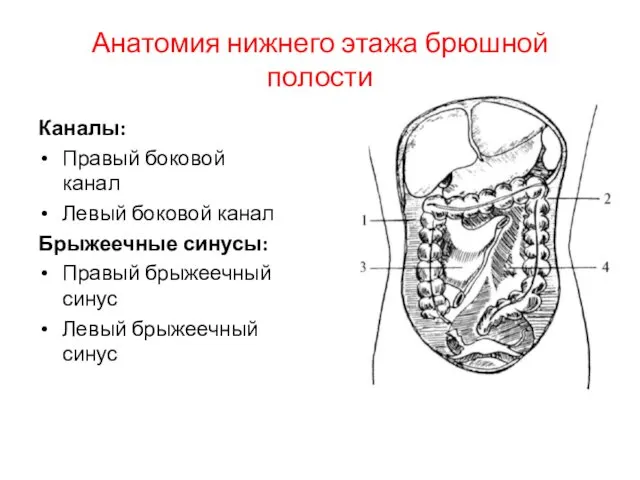 Анатомия нижнего этажа брюшной полости Каналы: Правый боковой канал Левый боковой