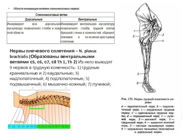 Нервы плечевого сплетения – N. plexus brachialis (Образованы вентральными ветвями с5,