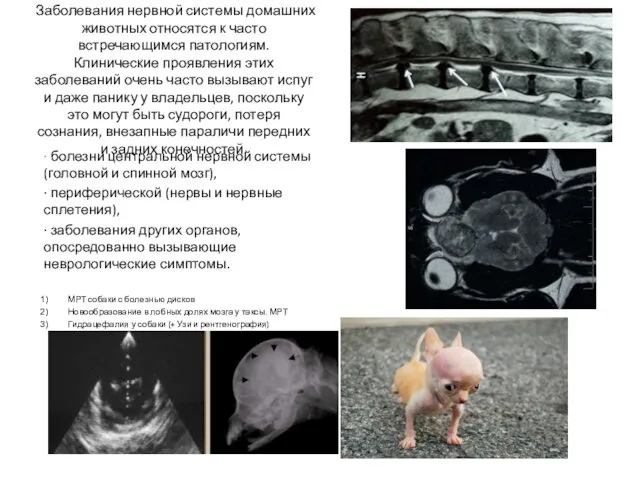 Заболевания нервной системы домашних животных относятся к часто встречающимся патологиям. Клинические