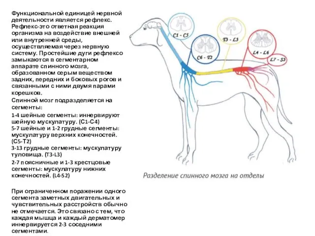 Функциональной единицей нервной деятельности является рефлекс. Рефлекс-это ответная реакция организма на