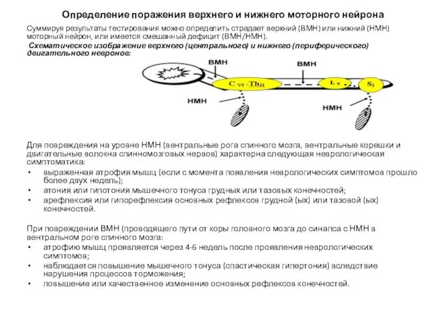 Определение поражения верхнего и нижнего моторного нейрона Суммируя результаты тестирования можно