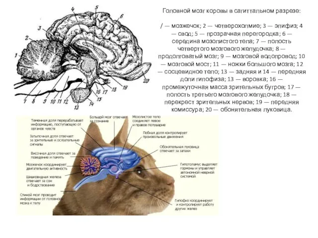 Головной мозг коровы в сагиттальном разрезе: / — мозжечок; 2 —