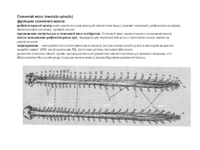 Спинной мозг (medulla spinalis) функции спинного мозга: рефлекторный центр всех двигательных