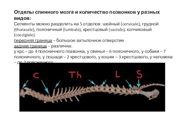 Отделы спинного мозга и количество позвонков у разных видов: Сегменты можно