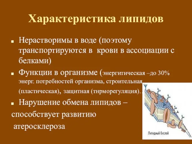 Характеристика липидов Нерастворимы в воде (поэтому транспортируются в крови в ассоциации