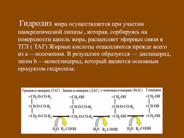 Гидролиз жира осуществляется при участии панкреатической липазы , которая, сорбируясь на