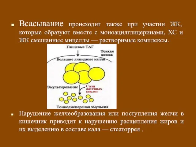 Всасывание происходит также при участии ЖК, которые образуют вместе с моноацилглицеринами,