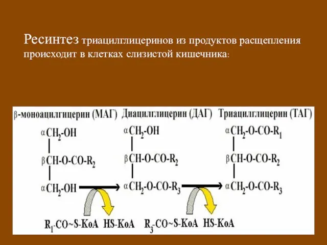 Ресинтез триацилглицеринов из продуктов расщепления происходит в клетках слизистой кишечника: