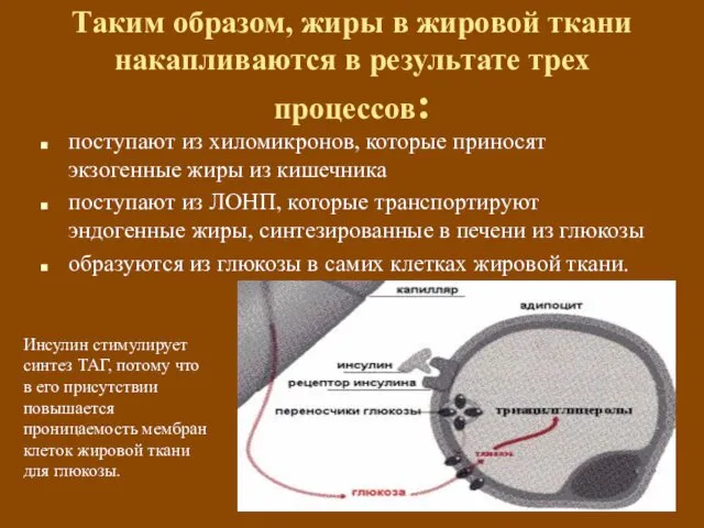 Таким образом, жиры в жировой ткани накапливаются в результате трех процессов: